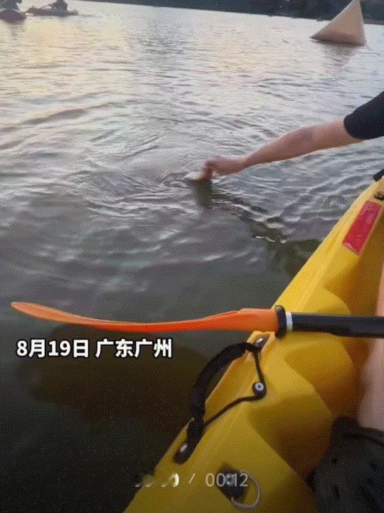 广州一男子与女友在白云湖公园划桨板，本是想着游山玩水一番，结果没想到划桨划到一半