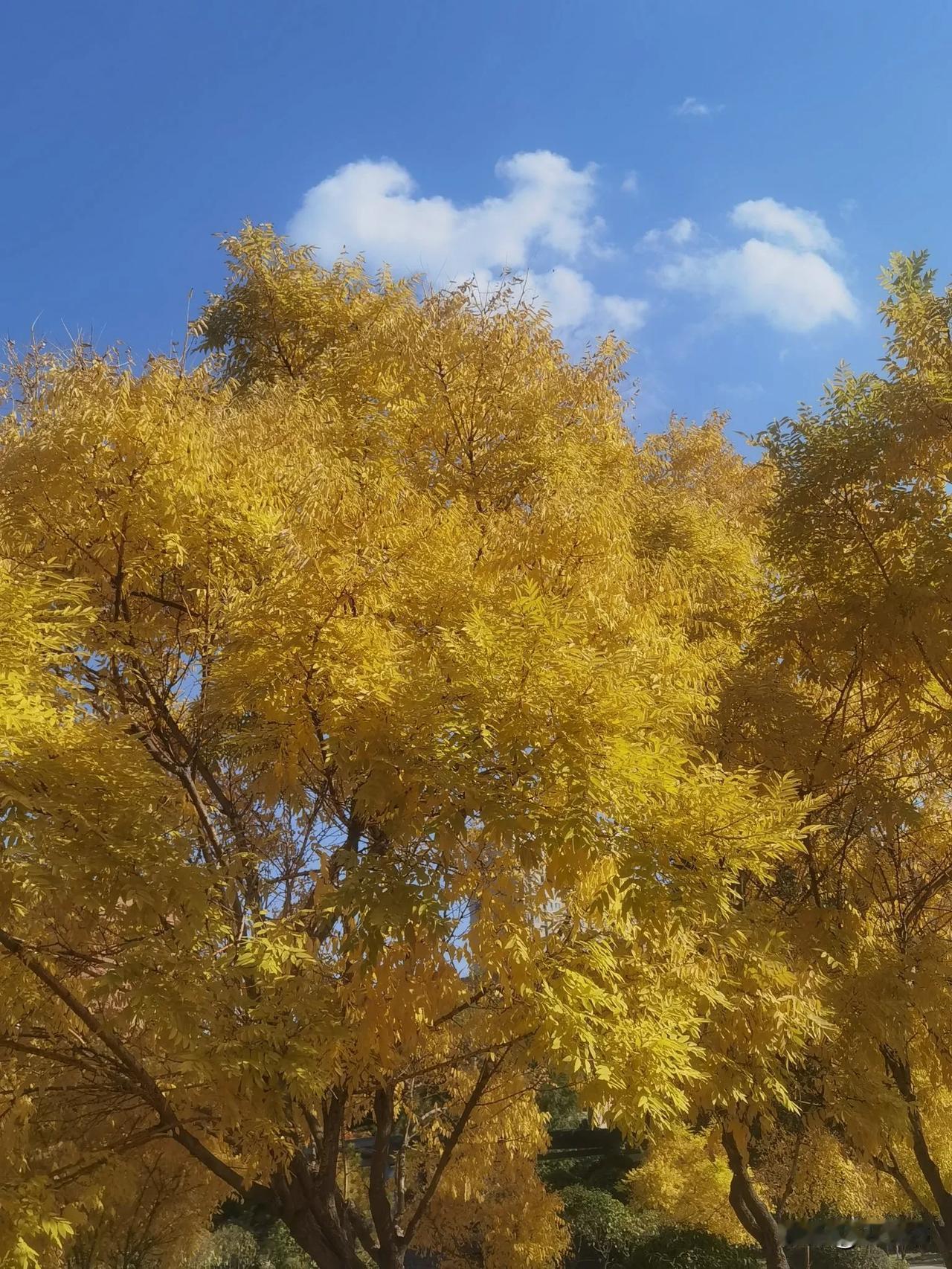 #分享你手机中的花花草草#