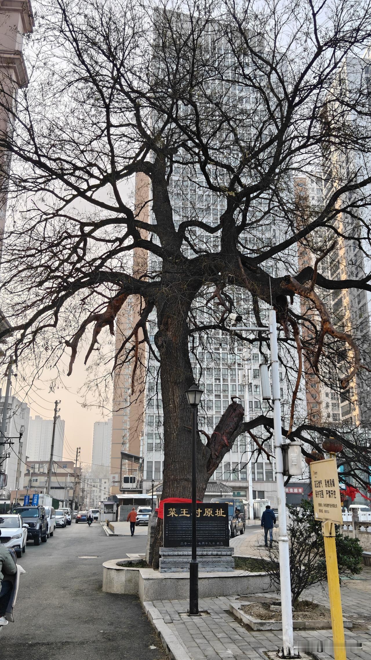 在喧嚣的城市中心，矗立着一棵古槐树。皲裂的树皮是时光拓印的褶皱，深嵌的纹路里，镌