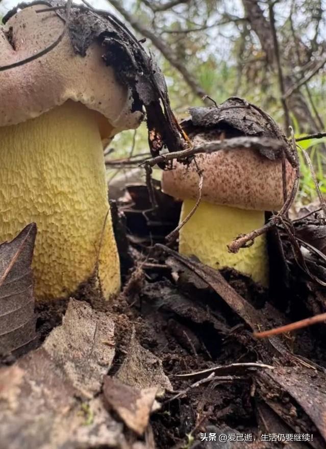 云南菌子贵吗也贵！发达的物流体系炒高价格了！只有在乡镇地方才便宜，县市级地区卖得