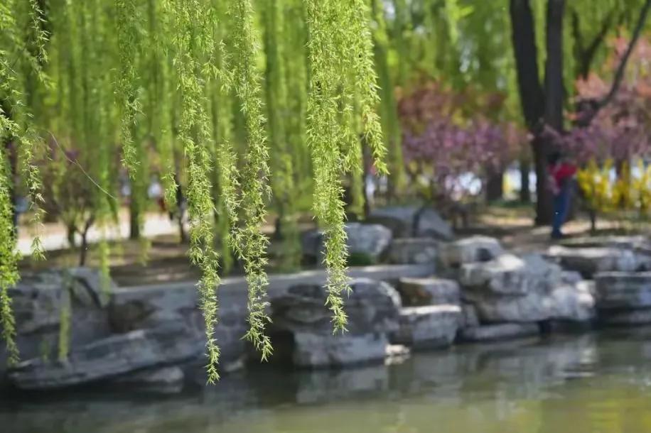 春风轻拂绿柳梢。万物复苏生机闹。