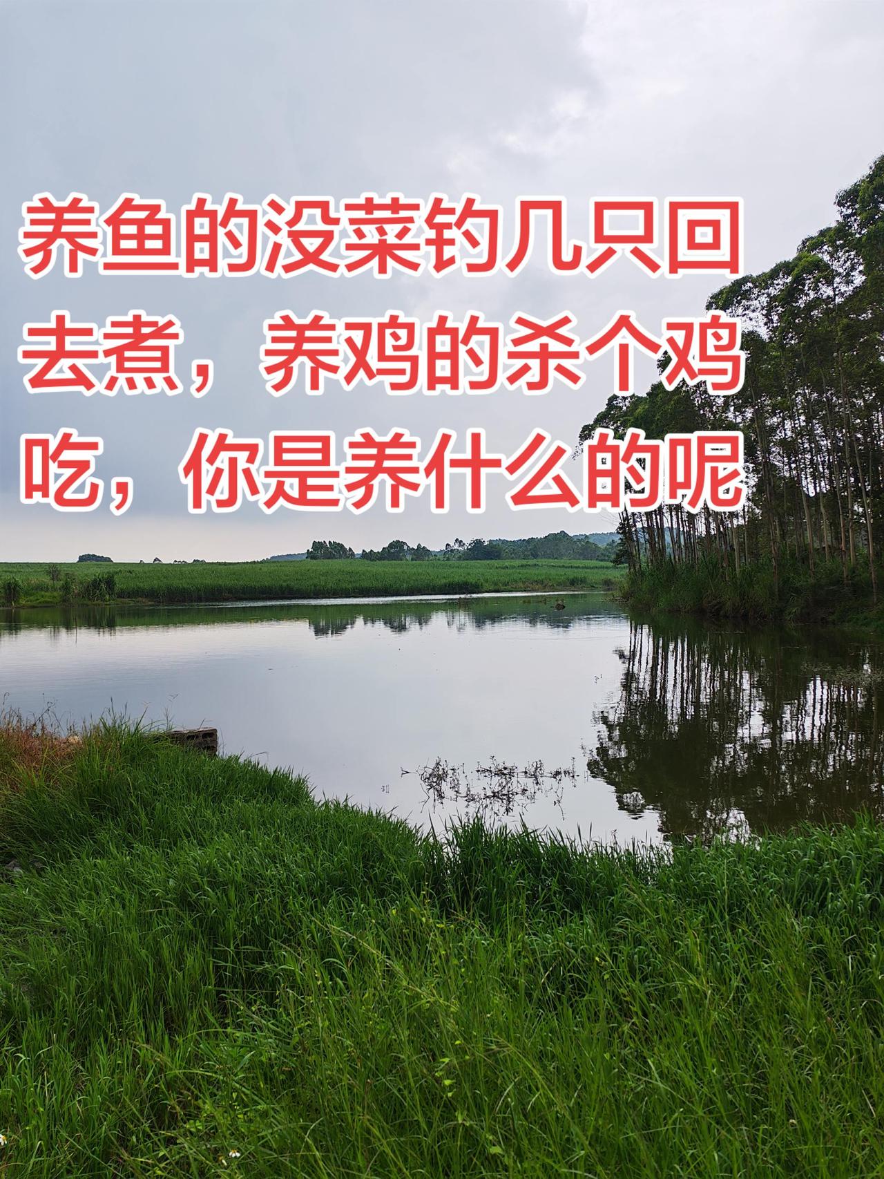 我是养鱼的，你是做什么的啊湖泊绿化 养鱼 养鱼日记 三农