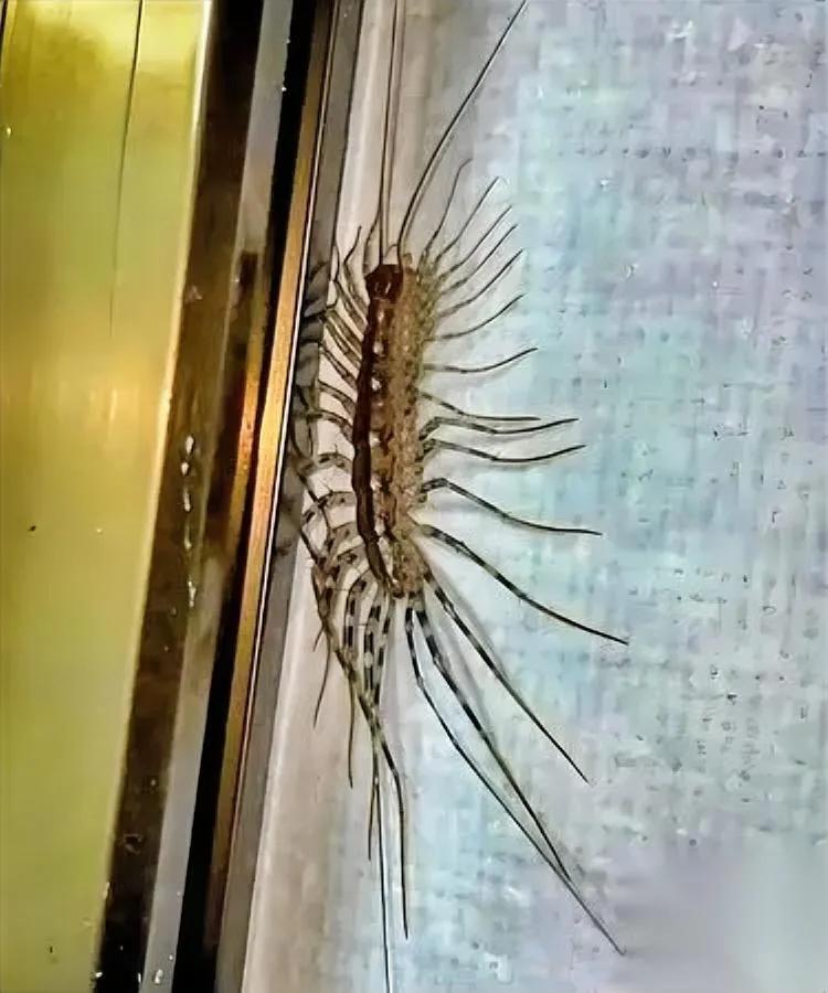 千万别踩蚰蜒！

踩死就后悔，听我说完

前几天家里蟑螂突然泛滥，追根溯源才发现