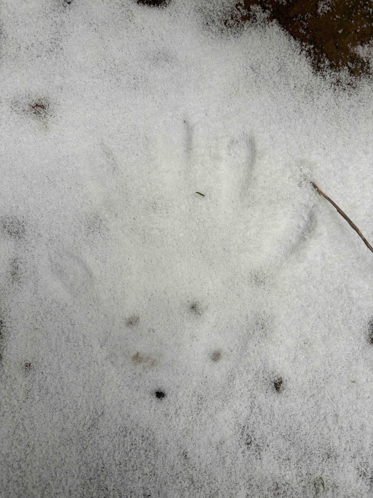 郑州初雪落，掌印映雪留