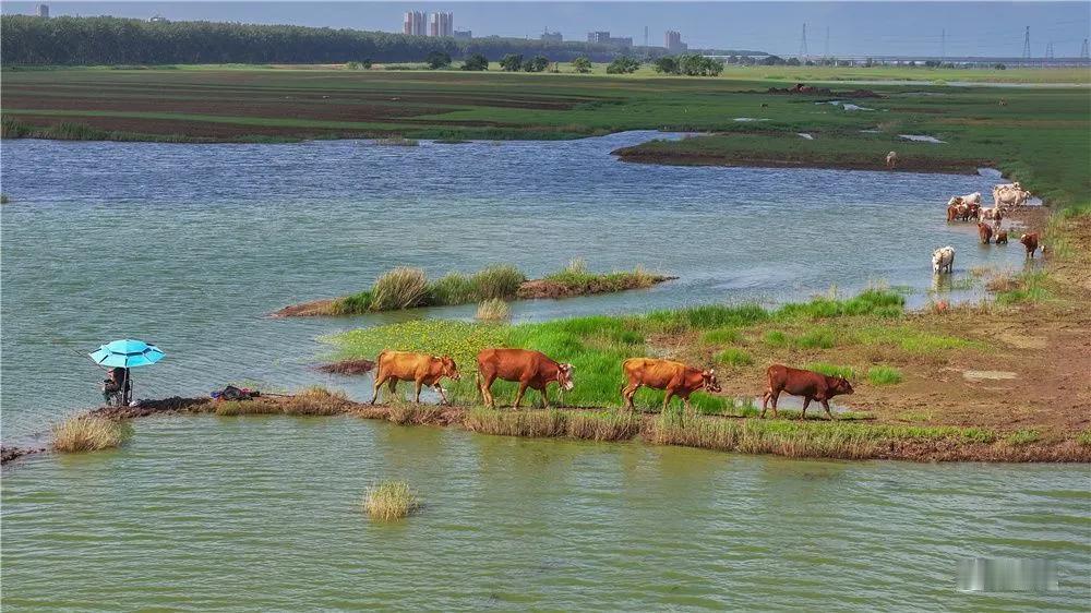 秋高气爽，江苏省宿迁市沭阳县龙庙镇境内的沂河淌风景如画，美不胜收。蓝天下，勤劳的