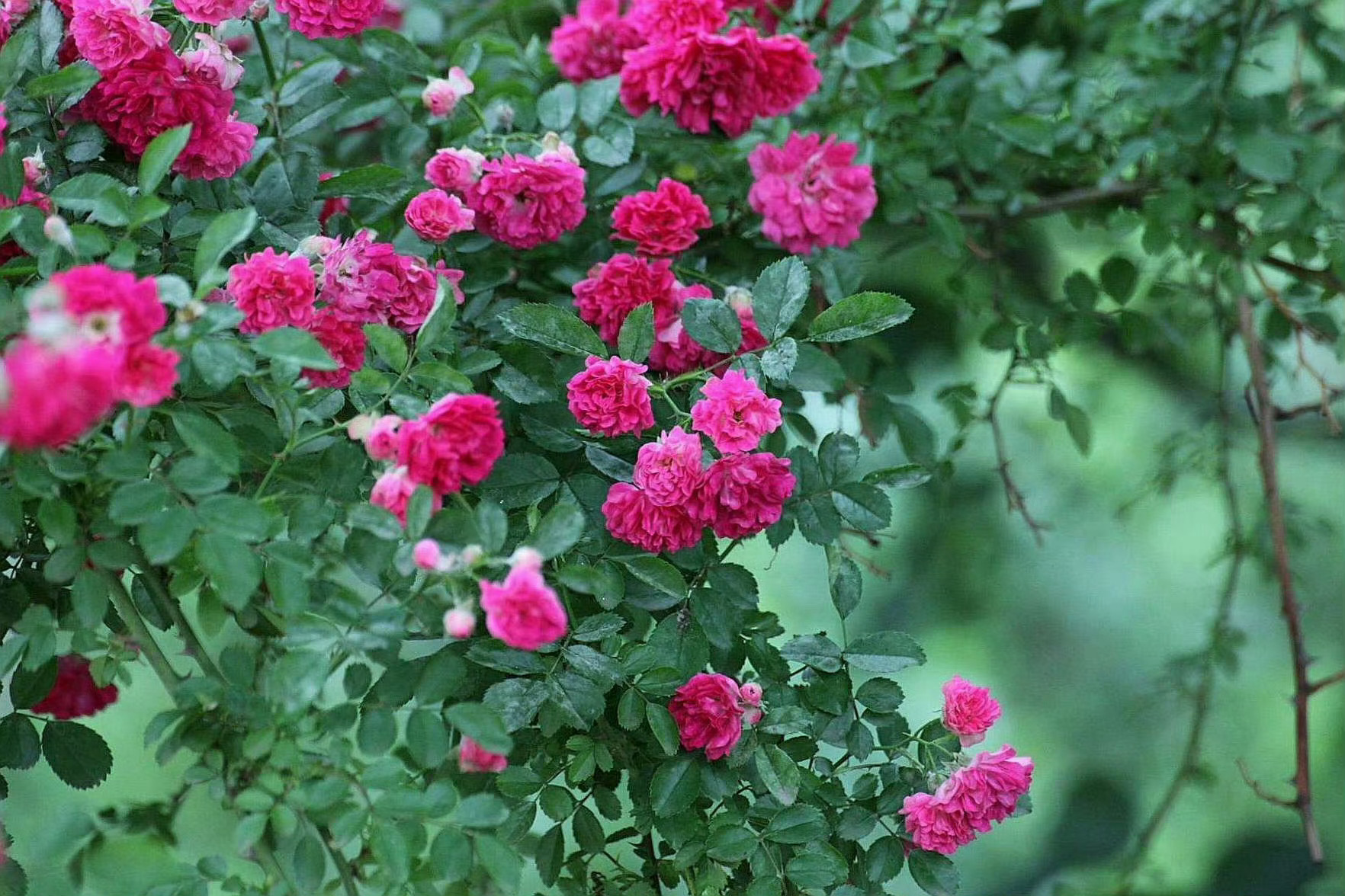 “总是闺香藏不住，花开万朵绾相思。” 