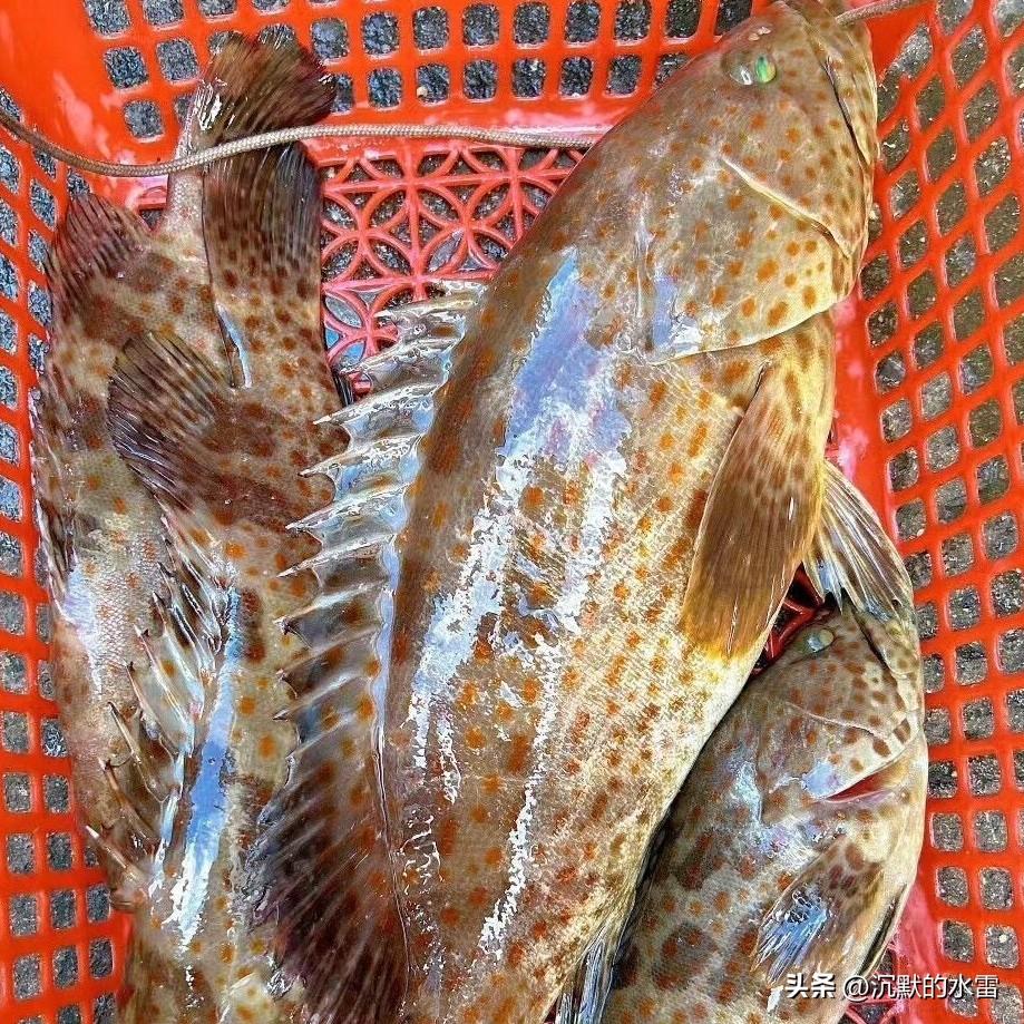 想看看你相册里最近的一张海鲜照片在海鲜的世界里，每一种食材都是大海的馈赠。瞧，那