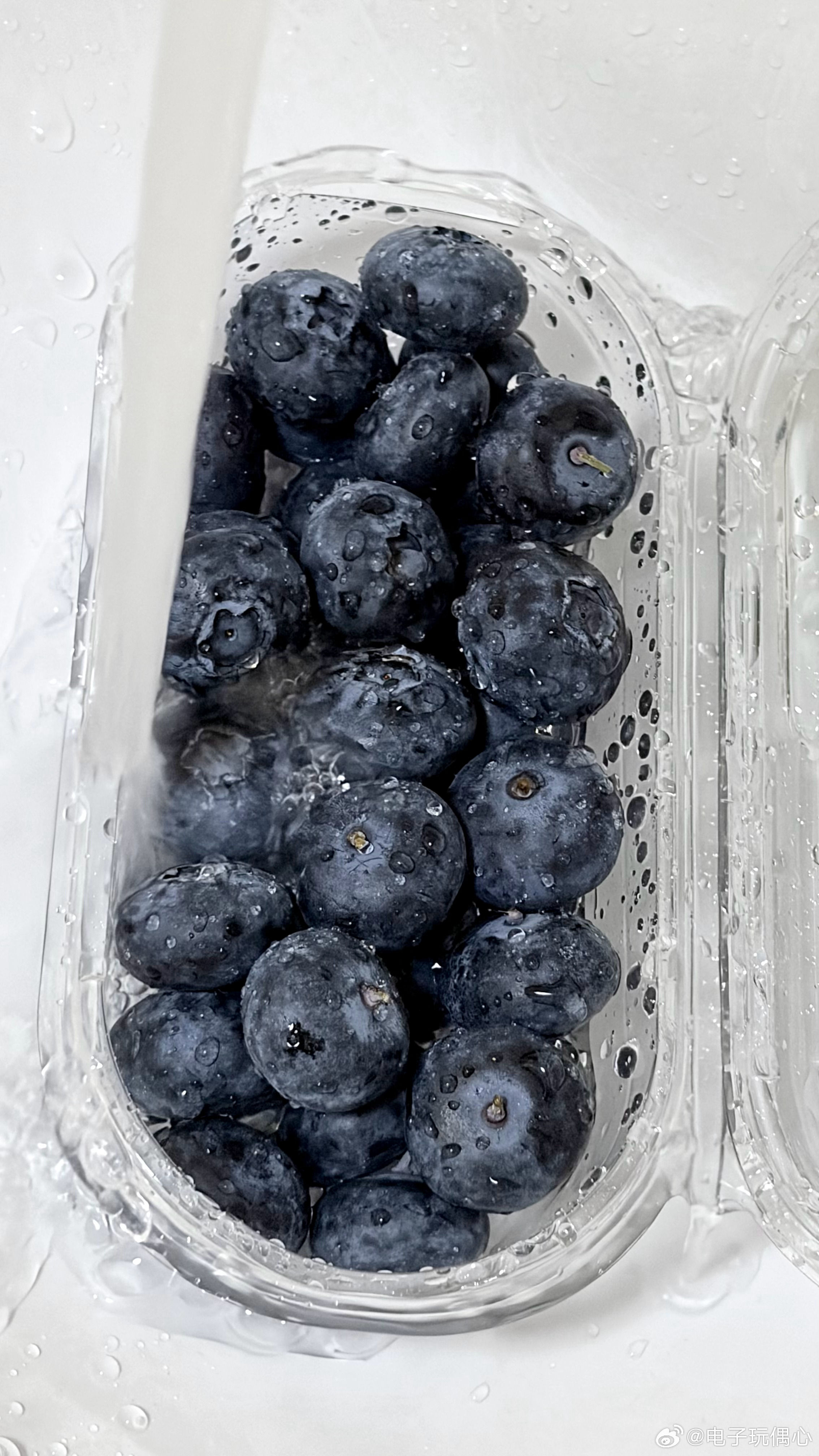 生活手记蓝莓为什么不能和猪一样大 