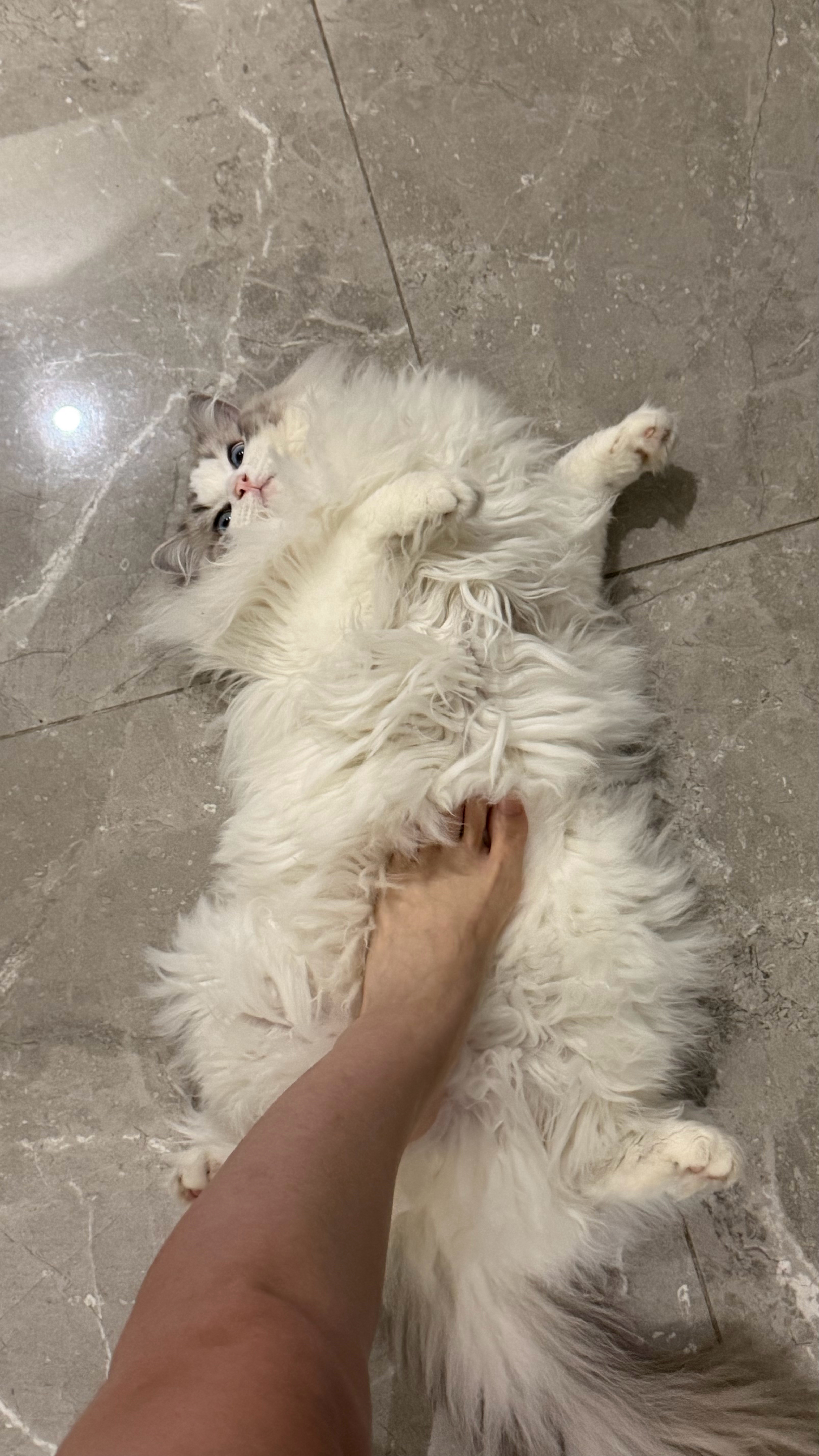 我的大拖鞋 