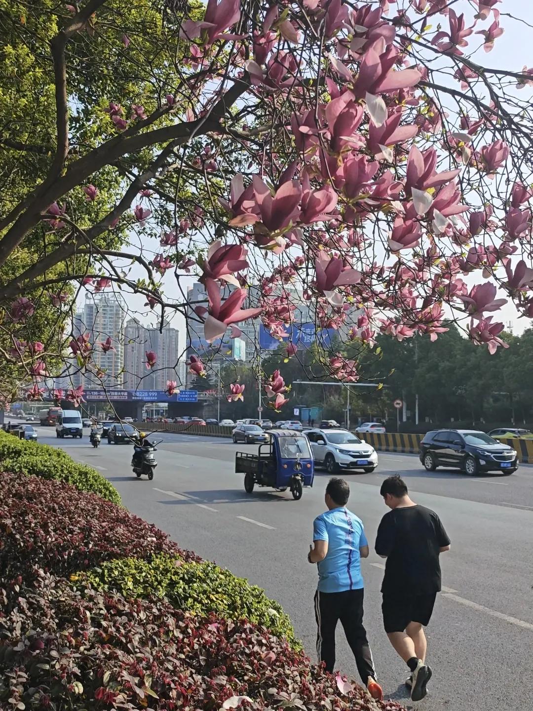 3月22日，衡阳市蔡伦大道上，玉兰花绚烂地盛开着，满树的芳华，美得令人心醉。粉红