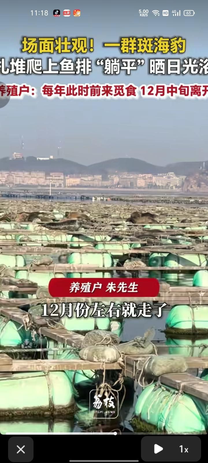 近日，辽宁大连。网友发视频称，一群斑海豹扎堆爬上鱼排“躺平”晒日光浴，大约有五六