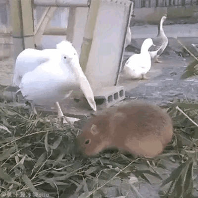 哈哈哈，最与世无争的动物，怎么都不带生气的