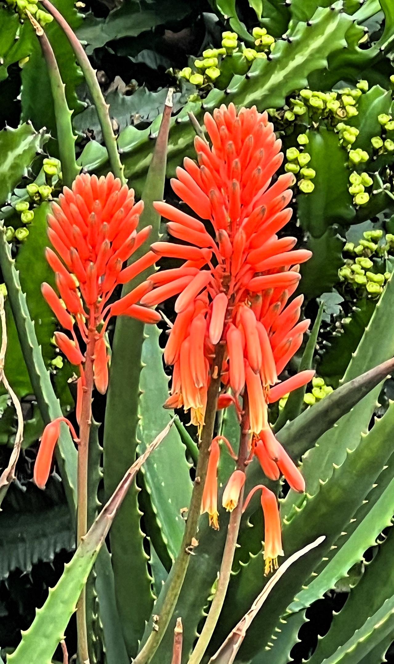 昨天我来到了植物王国—华南植物园赏花赏景，用手机拍摄到漂亮的多肉植物—火炬花，火