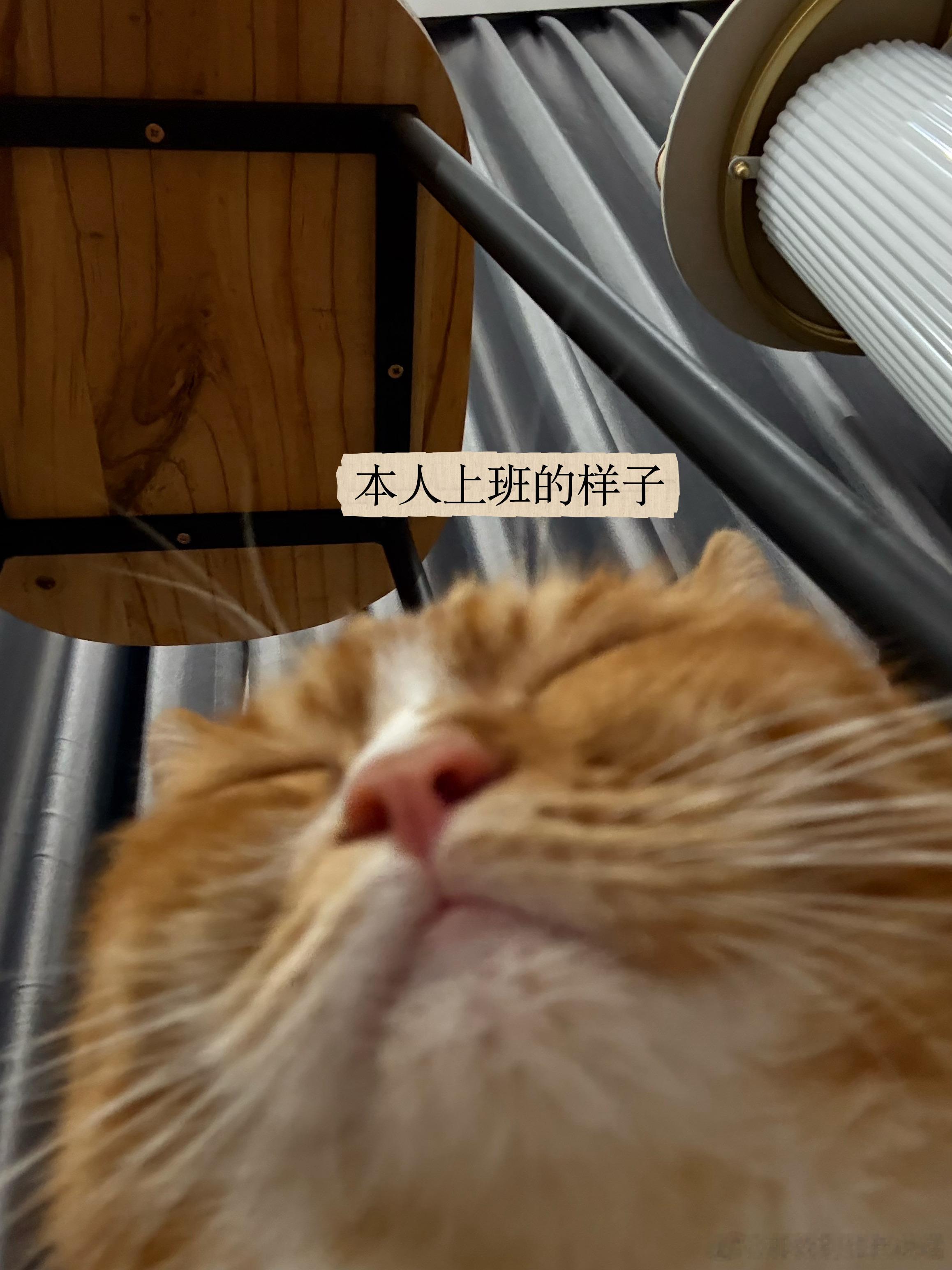 天杀的周一我恨你生活手记