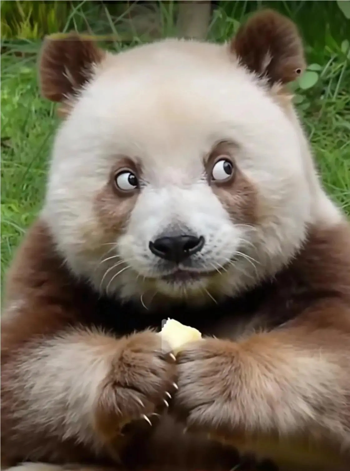 七仔的表情一看就是心眼子多
