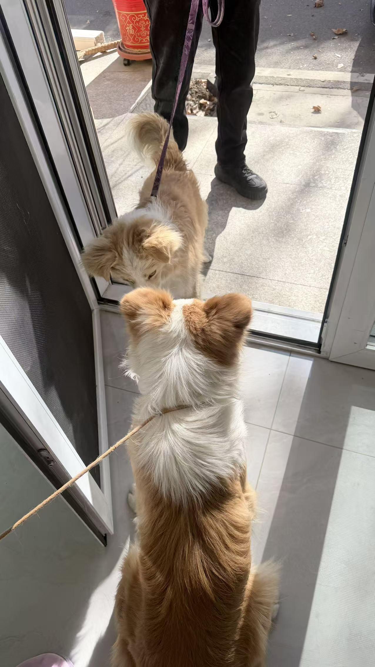 房山良乡金边寻主人
谁家小可爱跑到我家来了？
你的家人一定很着急
大家看到帮问问