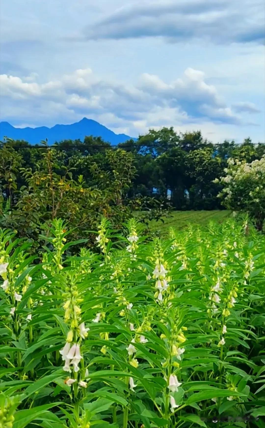 《大山里的老黄》二
拿着所剩不多的饮料，老黄朝着家的方向缓缓挪动。由于长期从事繁