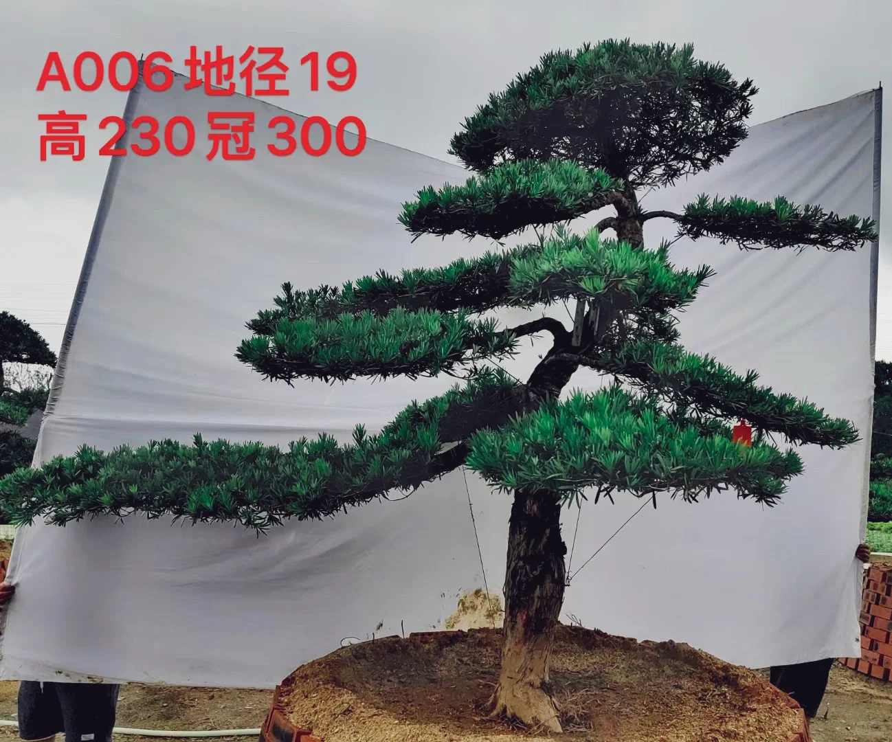 2米多高的罗汉松