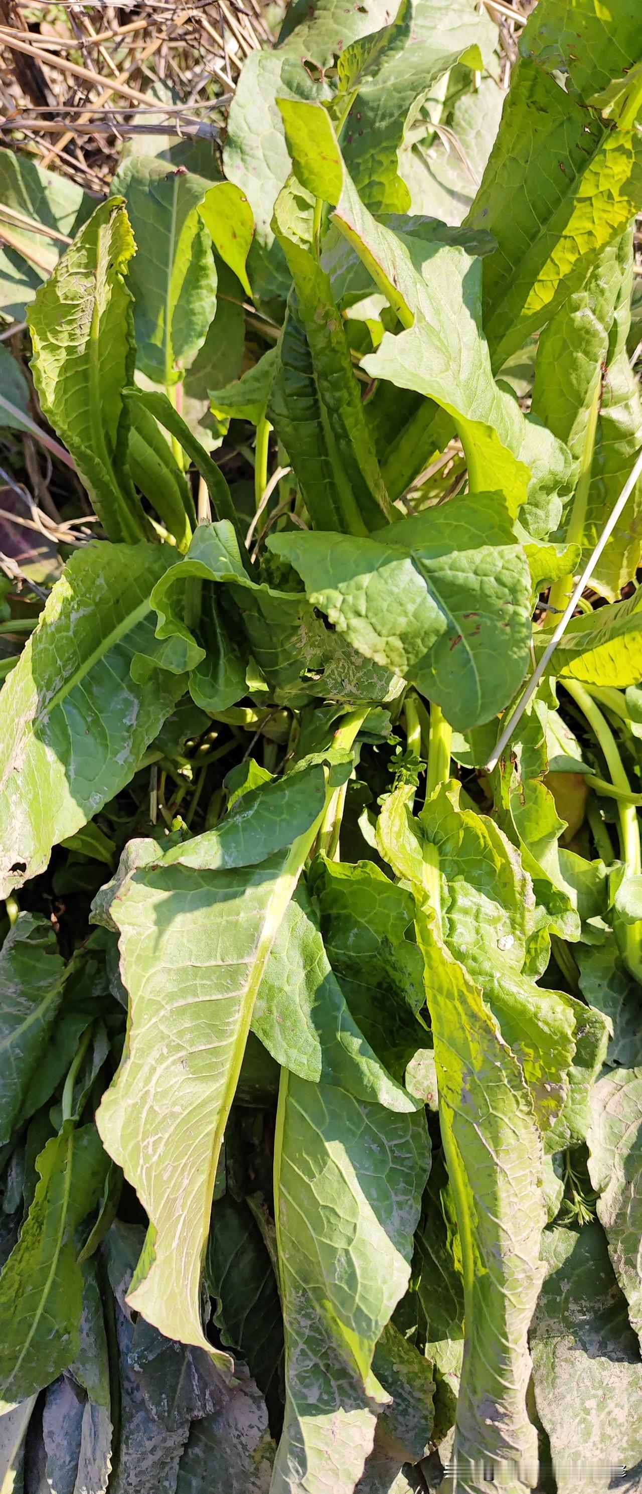 春日生活打卡季在河边发现了很多大黄，都说认识大黄的就是宝，不认识的就是草，怎么使