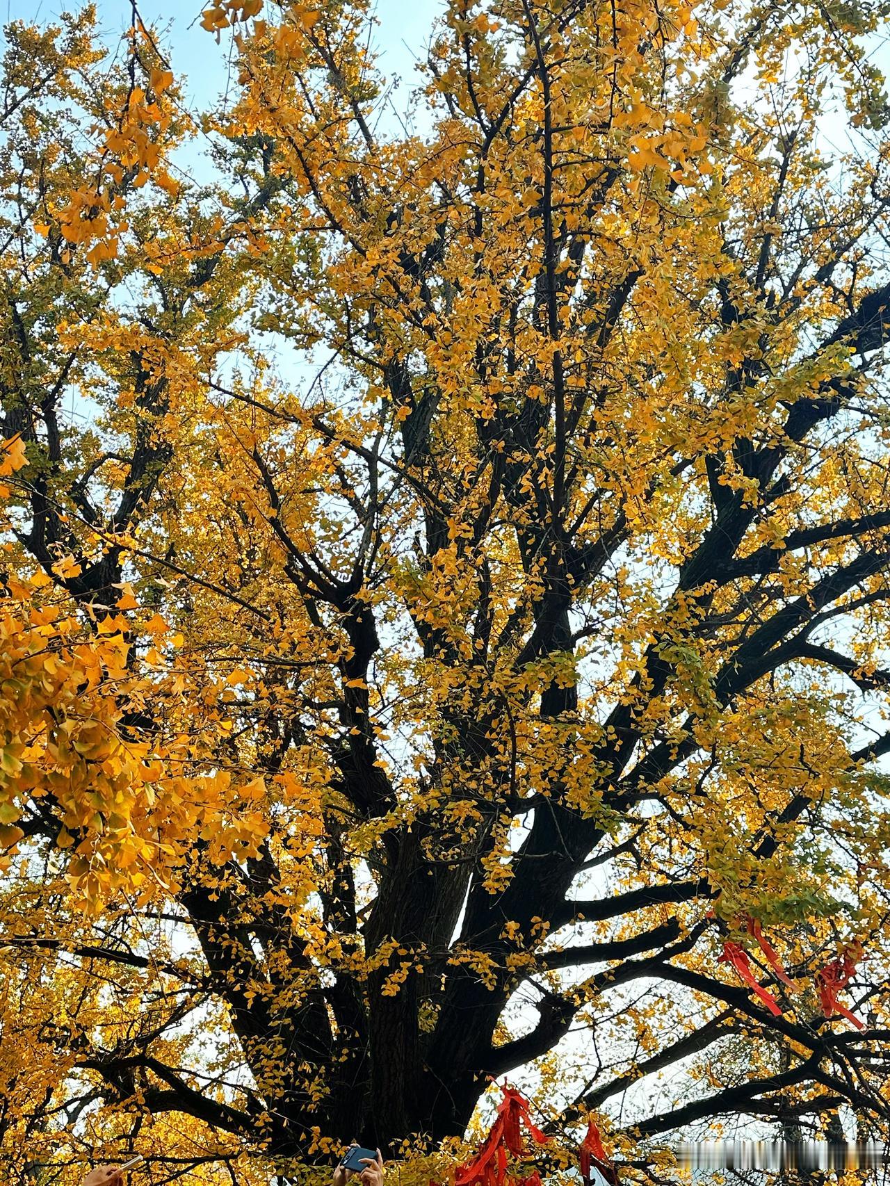 长沙岳麓山云麓宫的银杏黄了🍂
今天爬岳麓山本来还嫌累，结果一拐到云麓宫，直接被
