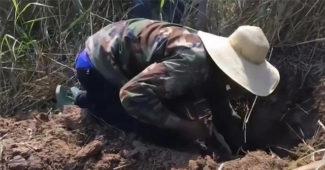 1986年，湖北利川一个叫程地明的捕蛇人，以团灭73条毒蛇的壮举闻名当地。没想到