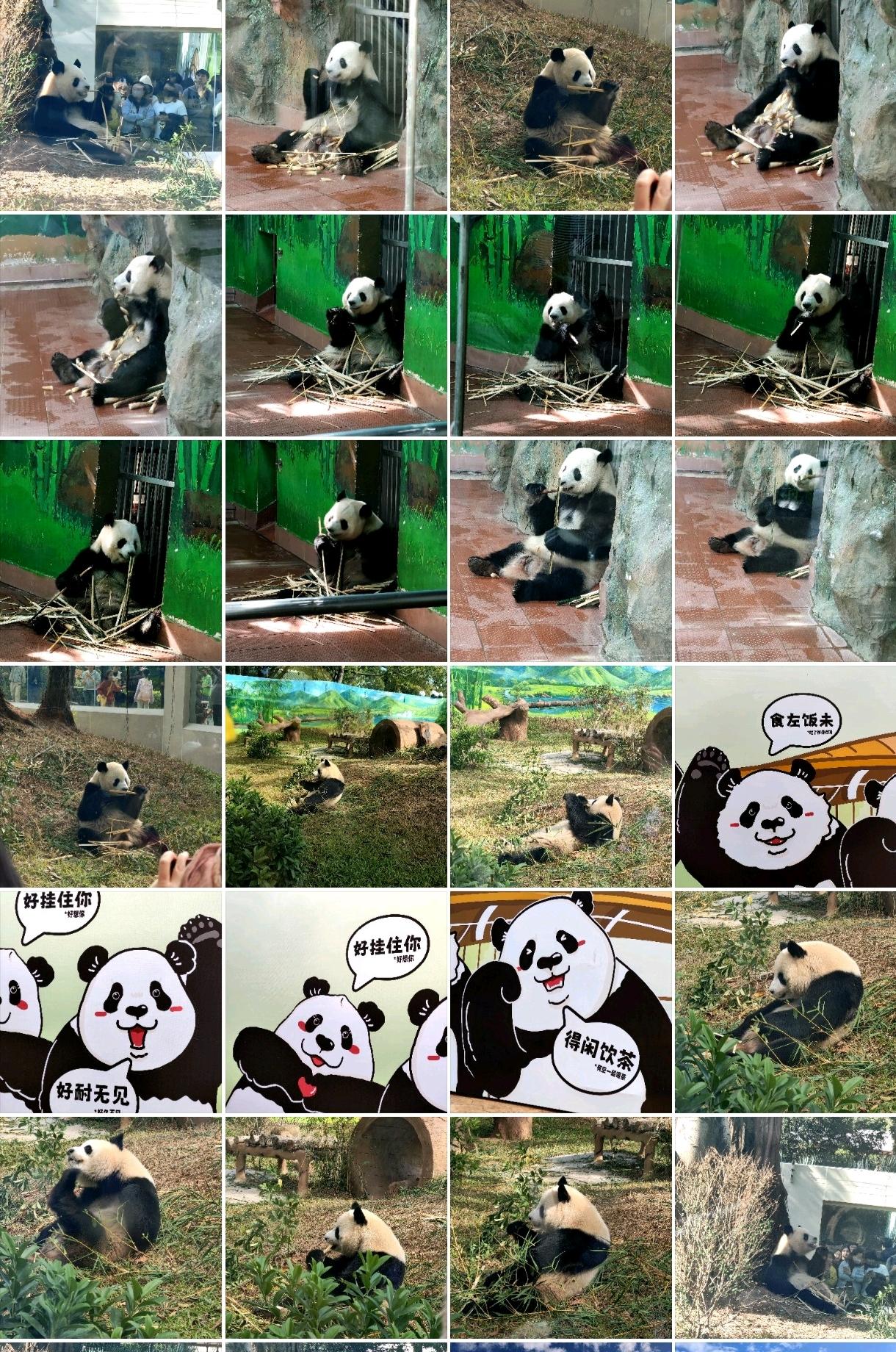 好消息！好消息！今天用全运会的票免费进了广州动物园看到星一，雅一，友友，久久四只