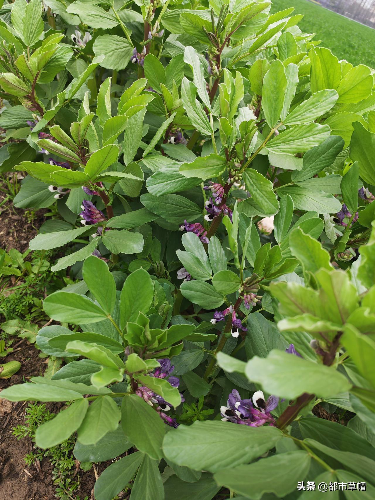 我们小时候，这个豆子成熟之后，采下来后剥开豆荚，用白线把它串起来，像一串项链。妈