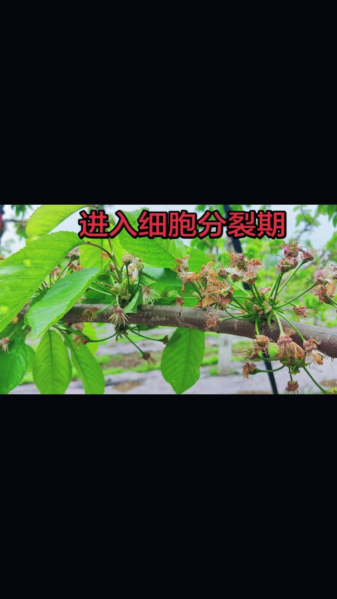 1️⃣补钙保果：花后7-20天是细胞分裂关键期，建议喷施糖醇钙搭配高氮肥，既能促