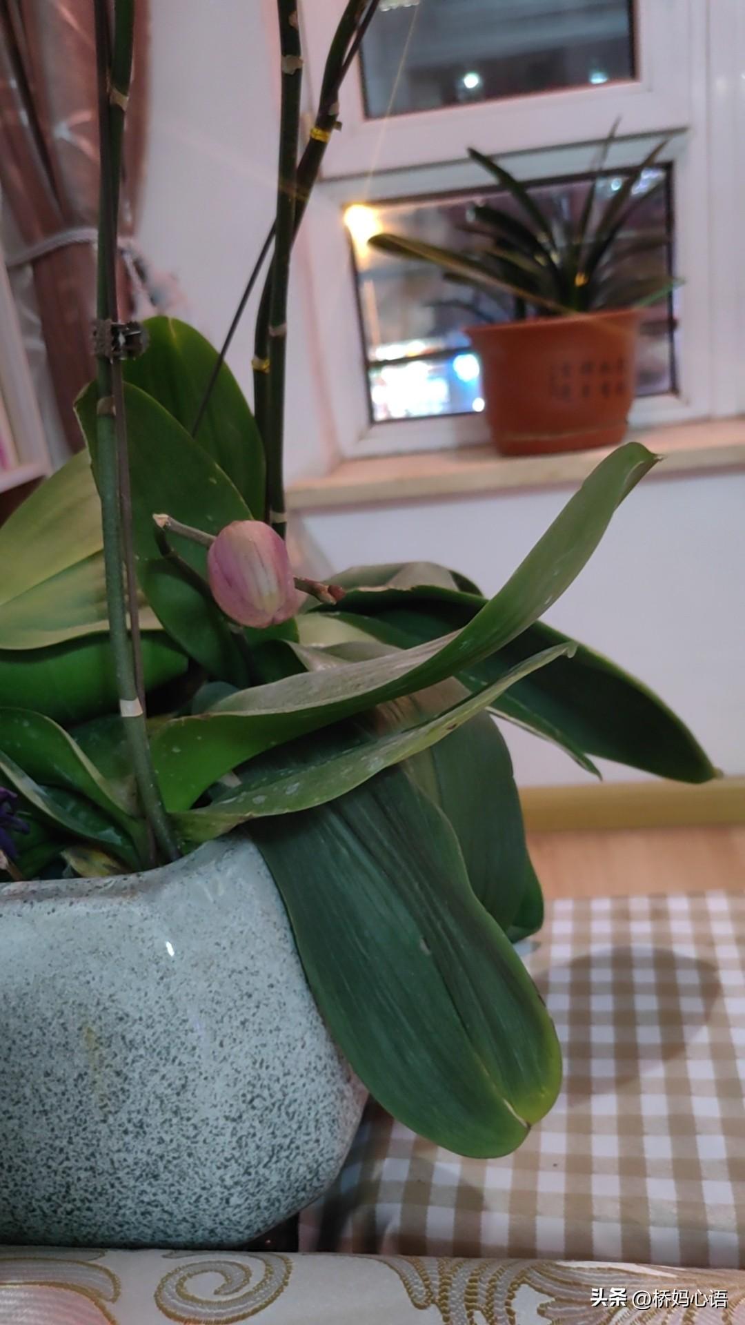 晚上回到家，发现去年留下的蝴蝶兰居然开了一朵小花，这花很长时间都没人管了，好佩服