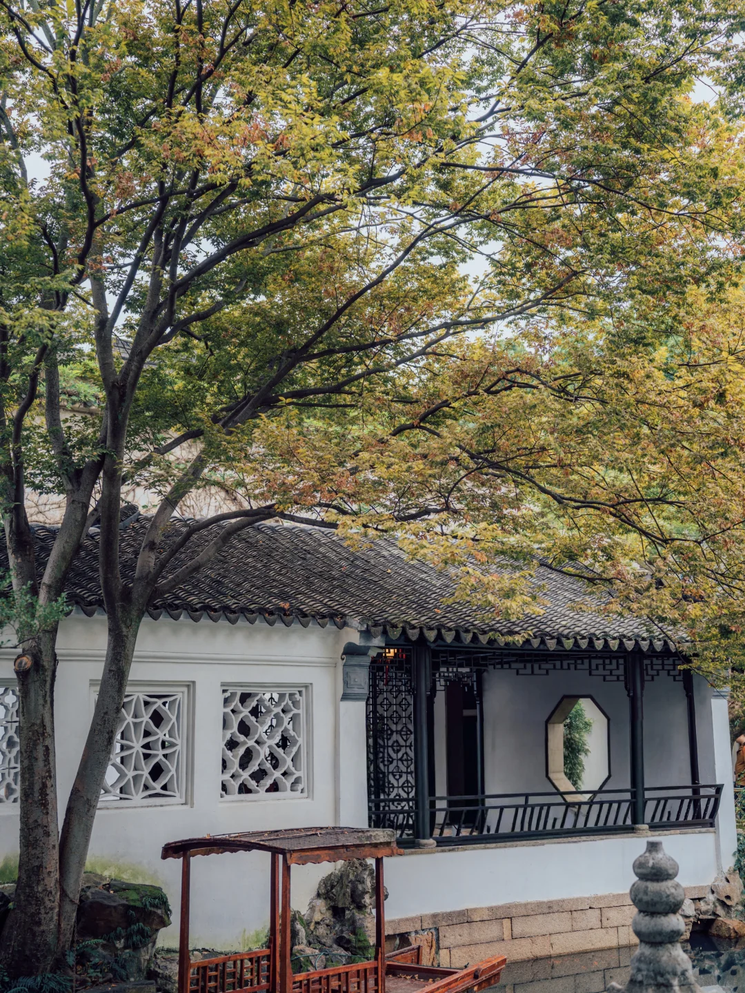 一叶知秋，留园渐渐开始染色了🍂
