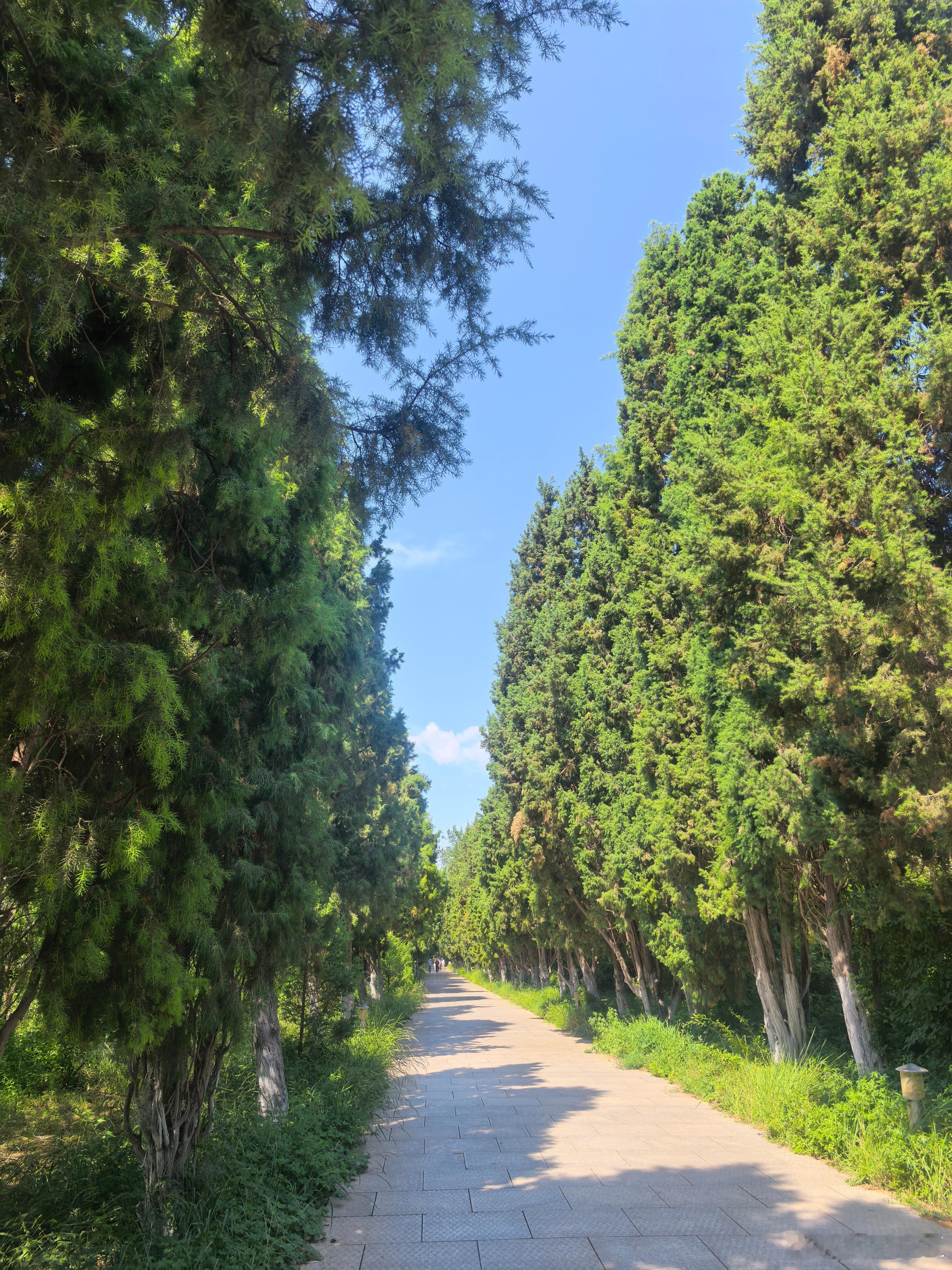 这几天的内蒙也太热了躲进呼和浩特树木园，把夏日的浮躁全都交给绿意抚平。林间枝繁叶