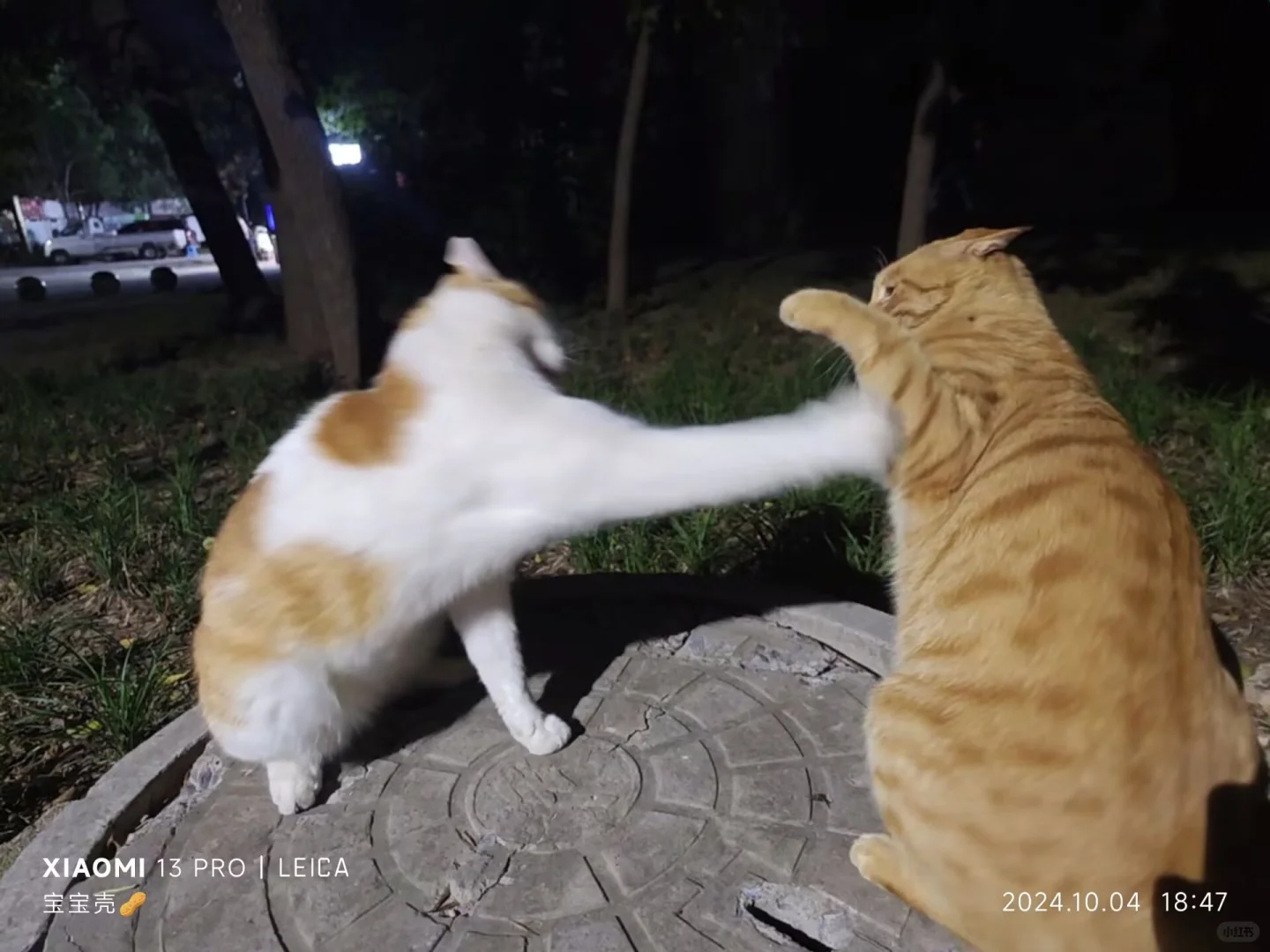 你的脸上好像有一只蚊子