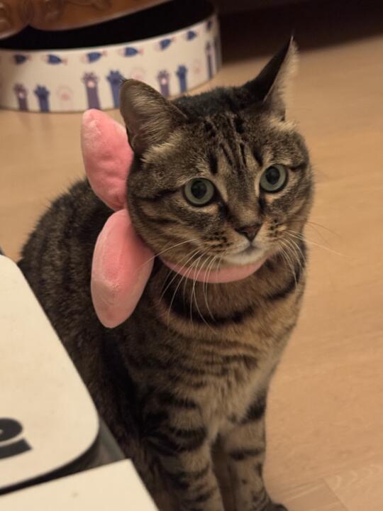 狸花猫｜我是今晚的空务员小咪，竭诚为您服务