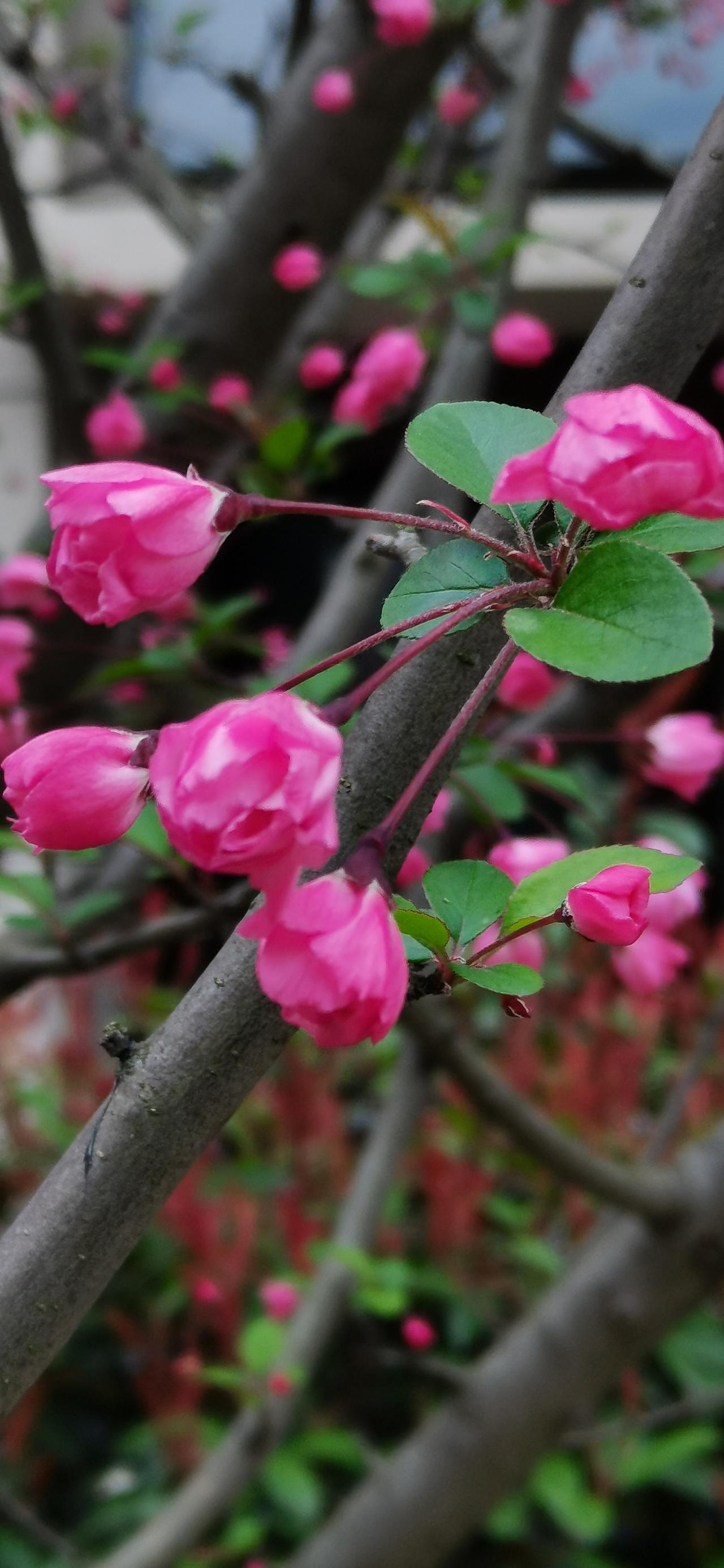春天，眼睛是最有福气的，那么多盛开的花儿，看都看不过来。