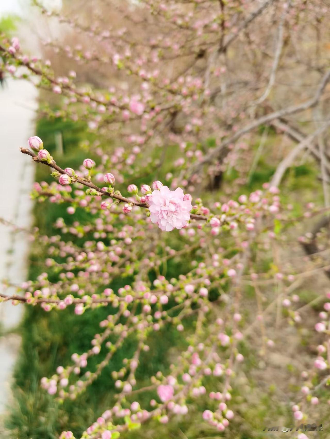 小区里的苹果花悄悄开得正盛，满枝雪白，缀着淡淡的粉，风一吹，花瓣轻轻飘落，温柔又