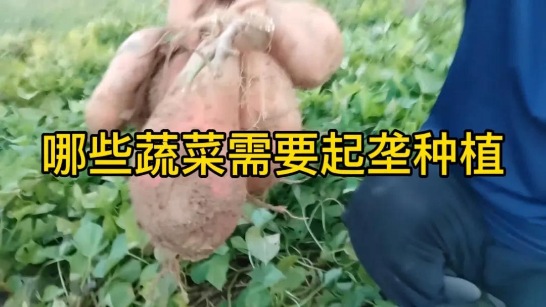 #哪些蔬菜需要起垄种植?#以下蔬菜通常需要起垄种植：
 
1. 瓜类蔬菜：如黄瓜