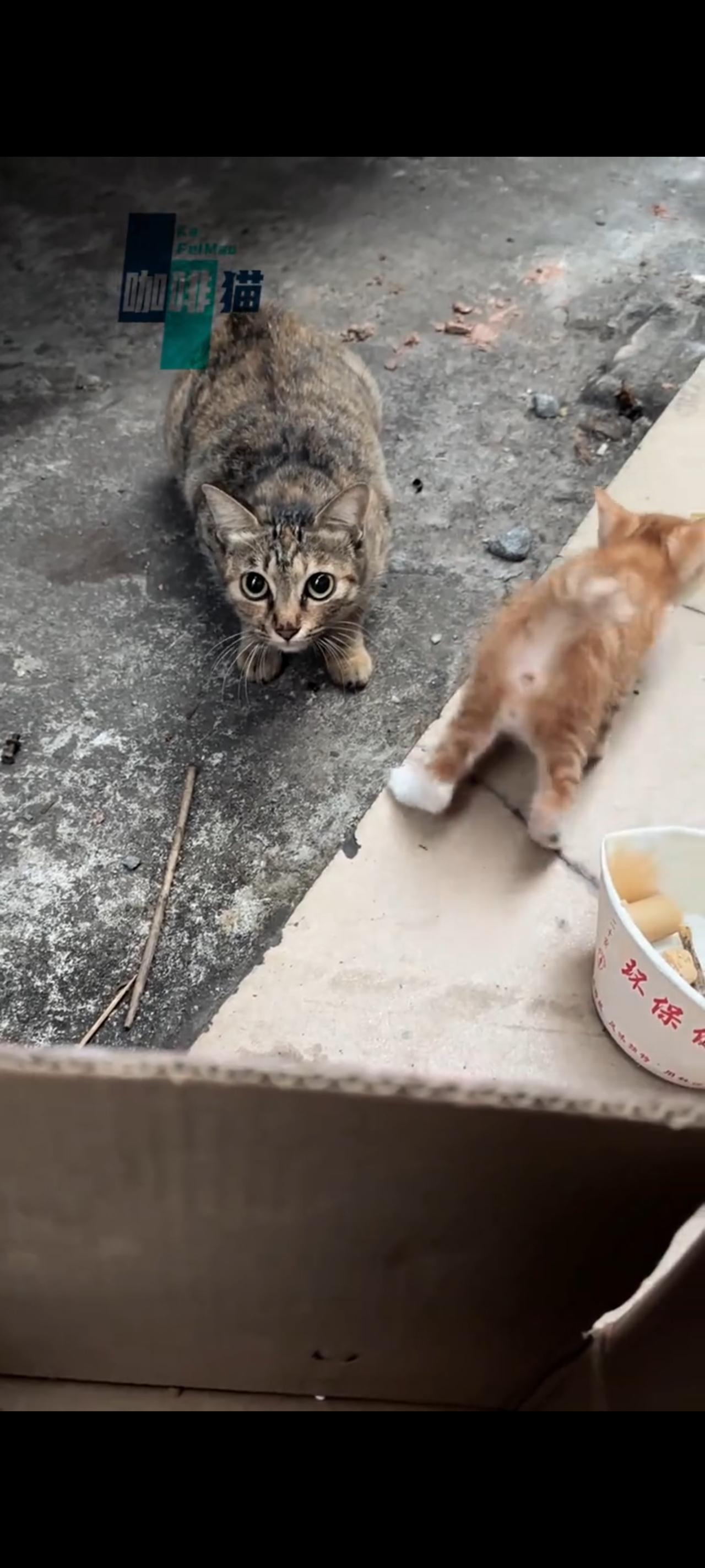 一天中午，猫妈妈把自己的宝宝带到了曾经喂养过他们的爱心人士的脚下，不断用诚恳的目