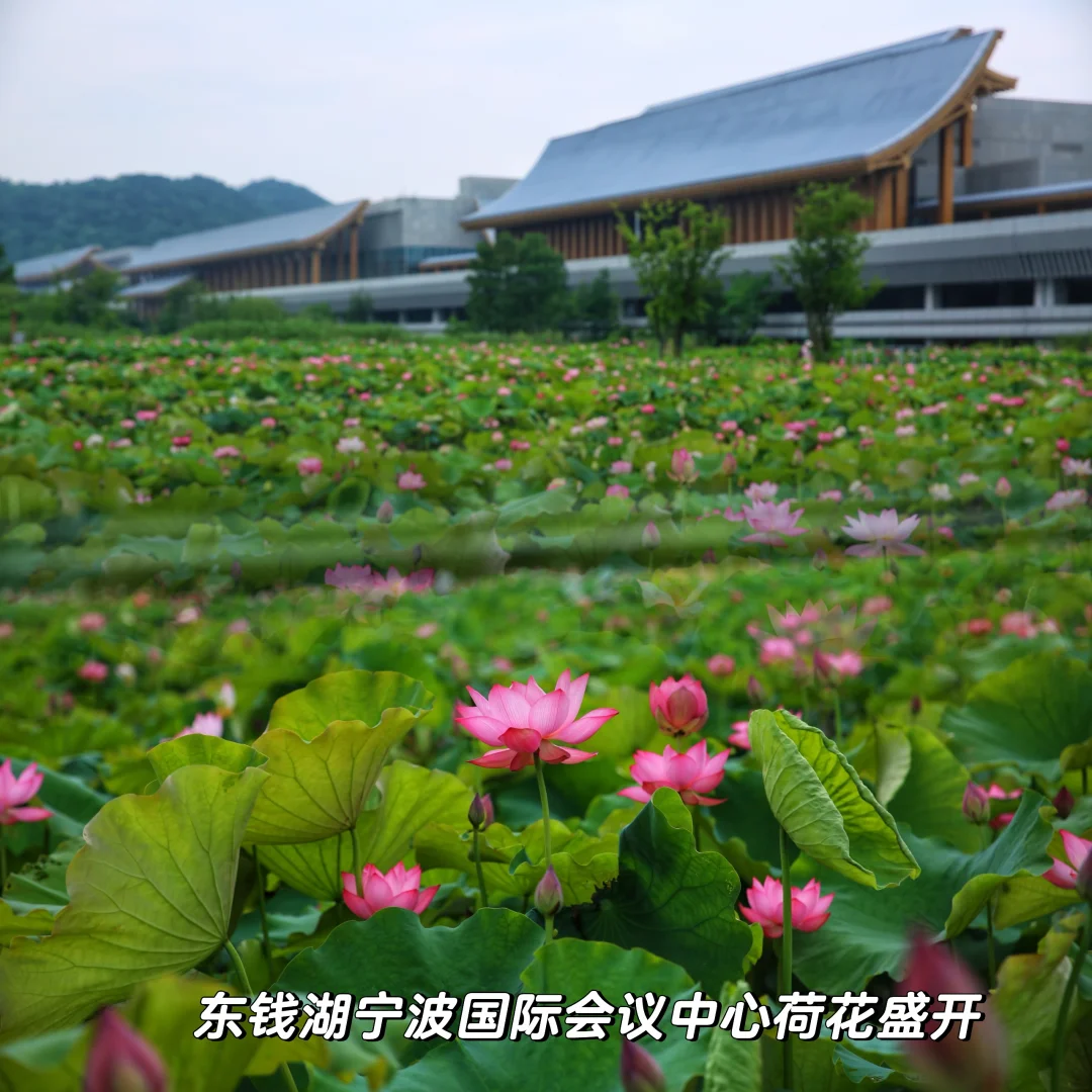 6.3大片宁波国际会议中心荷花盛开啦，快冲