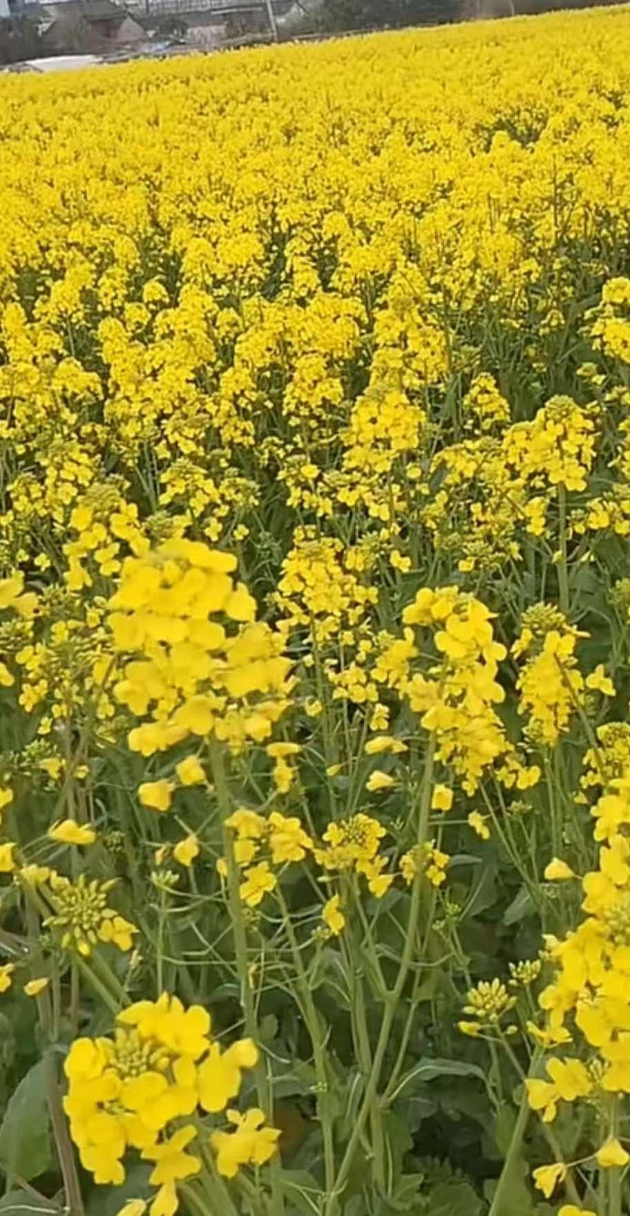 晒晒你相册里的油菜花吧春暖花开遍地黄，最美人间四月天；愿我们闲观人间烟火色，慢品