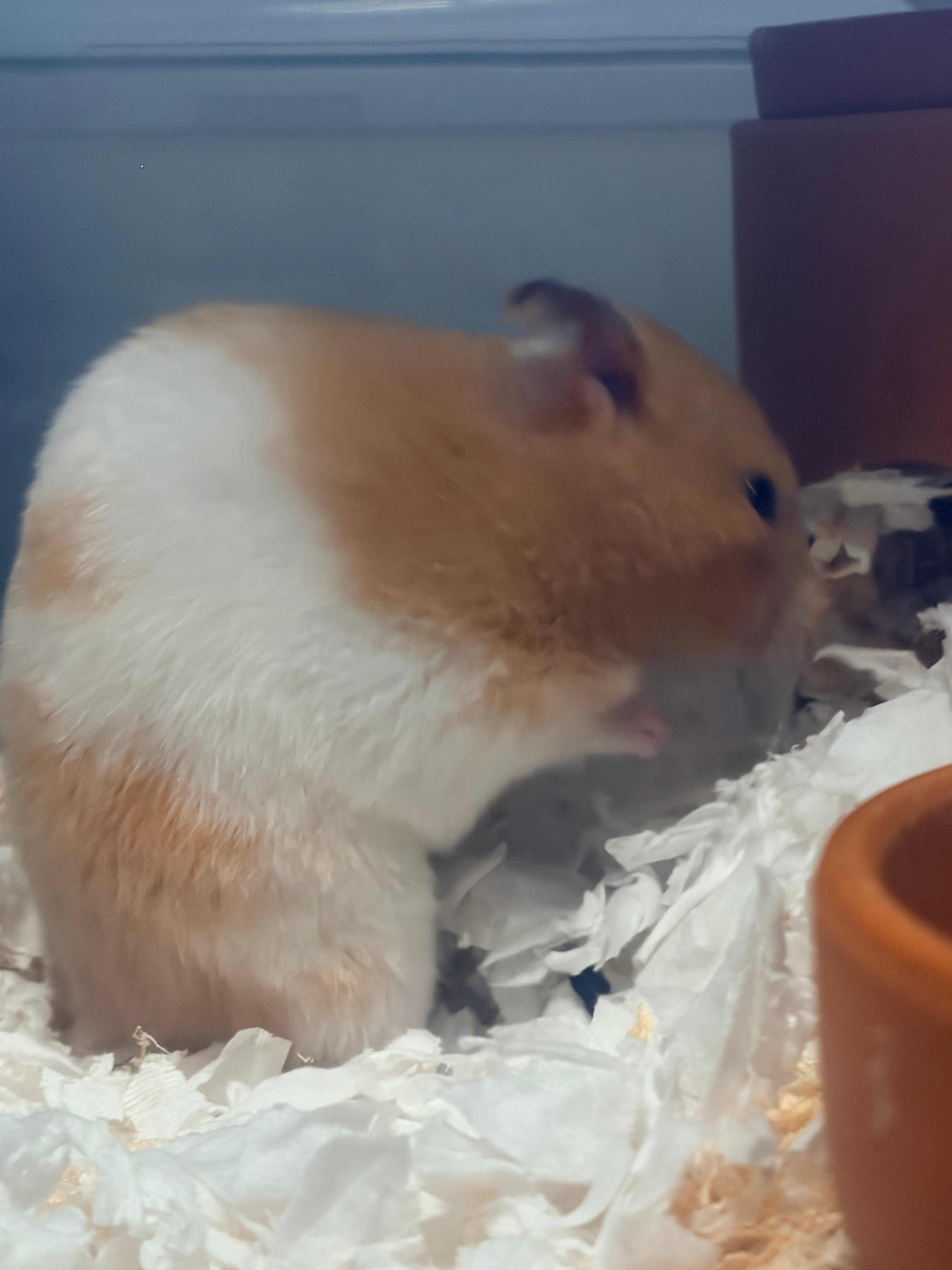 感觉压力大的时候就可以看看我的小鼠鼠🐭感觉就能看到一种无忧无虑金丝熊的日常