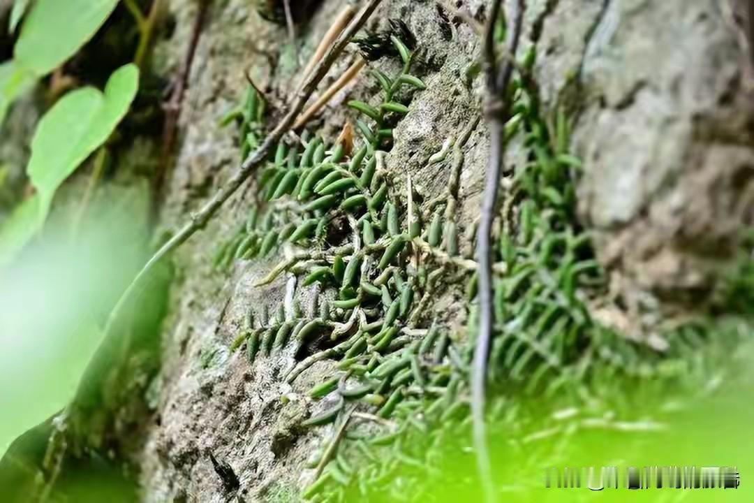 说实话看到那些“游客意外发现珍稀植物”的新闻我第一反应就是套路。但后来查了查数据
