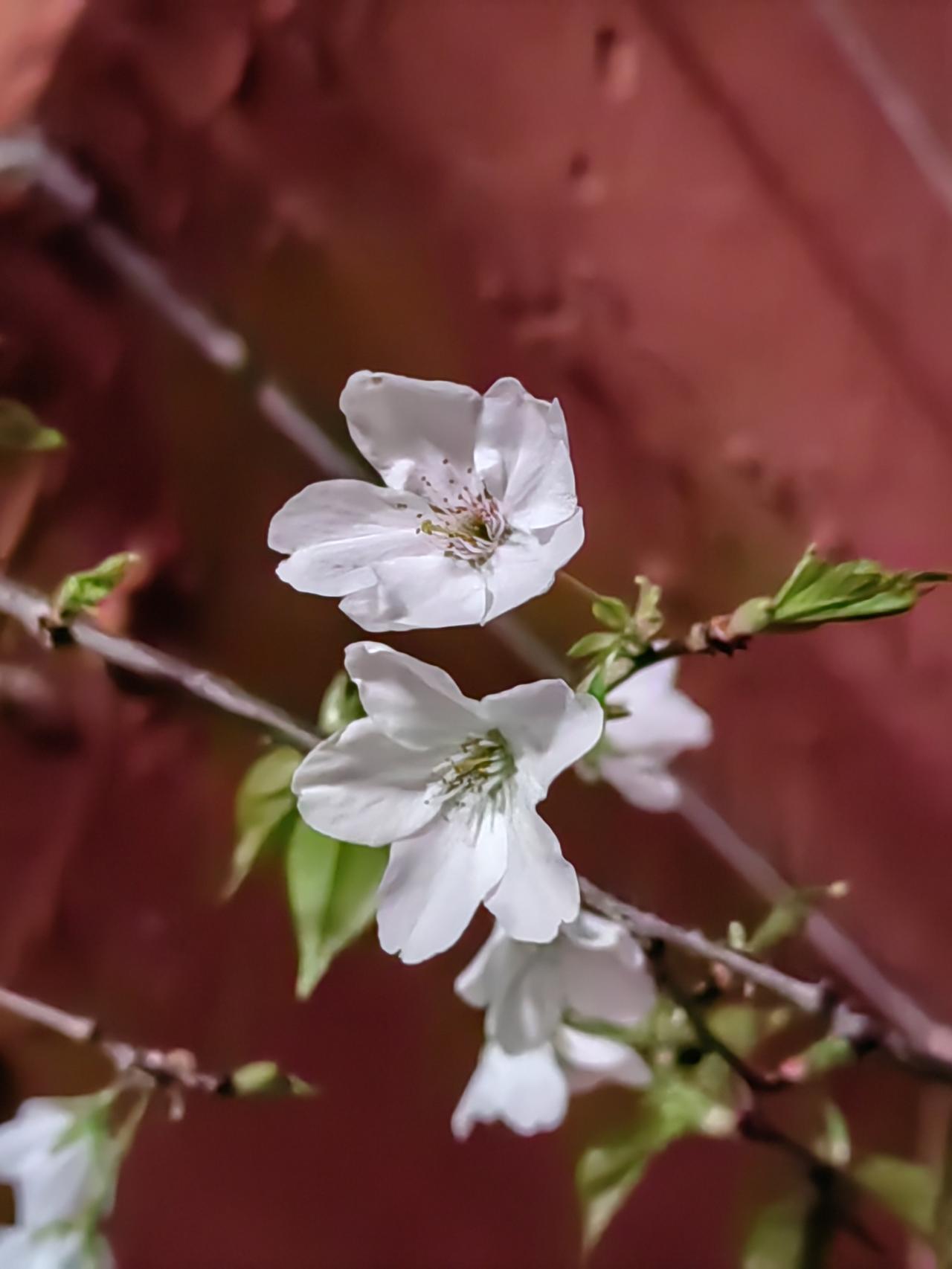 赵普是赵匡胤“黄袍加身”登基的总导演，又是赵光义《金匮之盟》登基的总策划，能活到