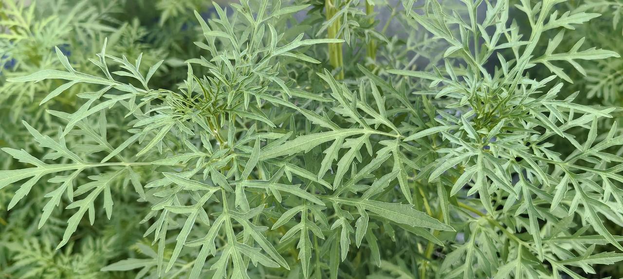 貌似野草，实为入侵毒草——豚草
乡间路边、田埂荒地、河滩空地，常常能看见一种外形