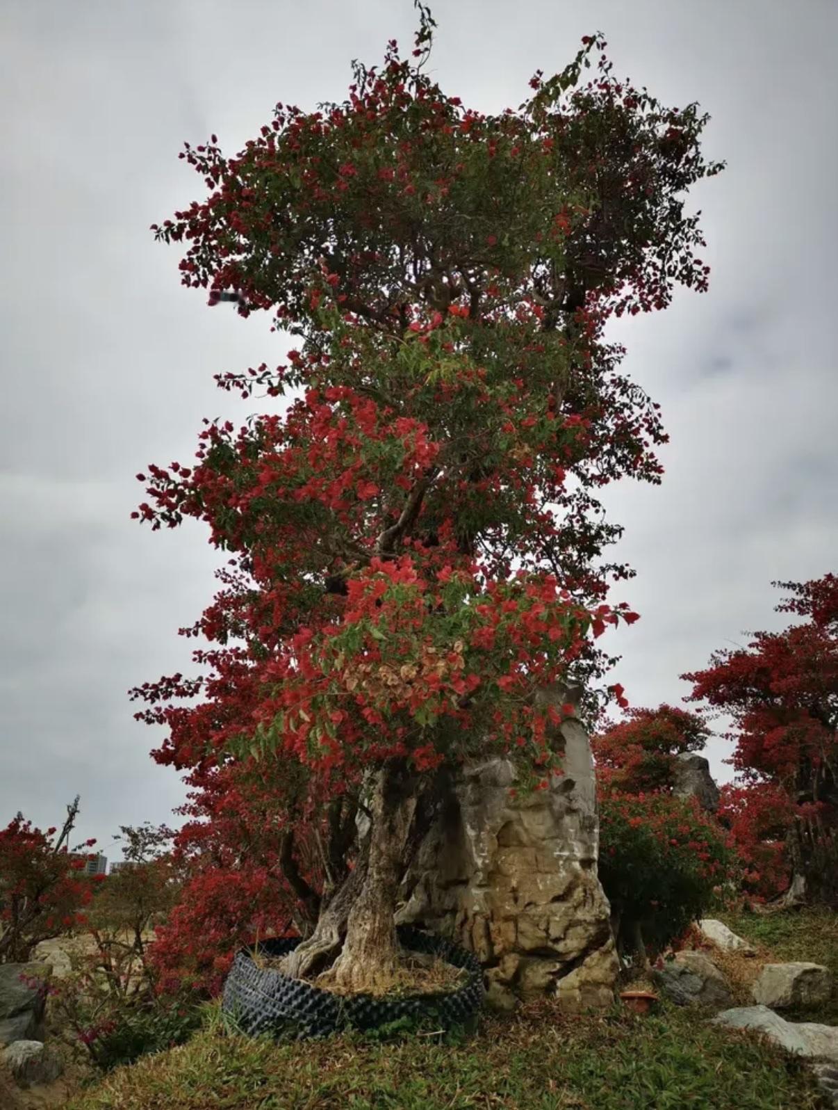 您用过这样的调理膏剂吗
著名学府的教授 与他们在各地的学生串联起来走穴。本质上就