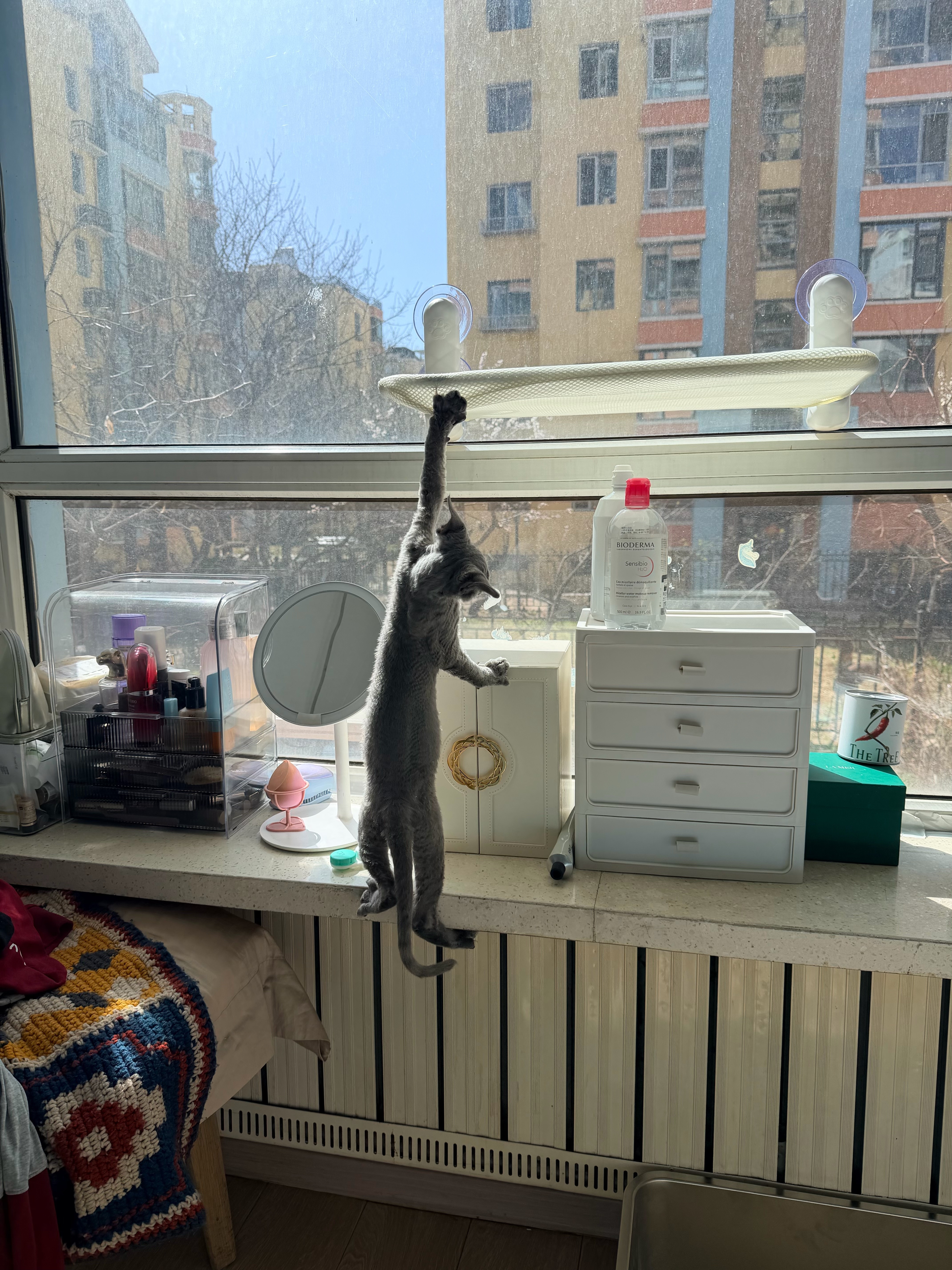 有没有喜欢超能力的，发张live图给Harley圈点粉大金子状态电竞大金子