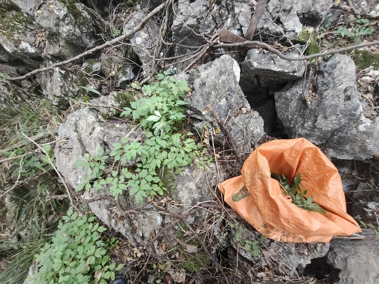 作者加速成长计划这就是名贵中药材岩黄莲生长的地方，它生长环境十分苛刻，要阴暗潮湿