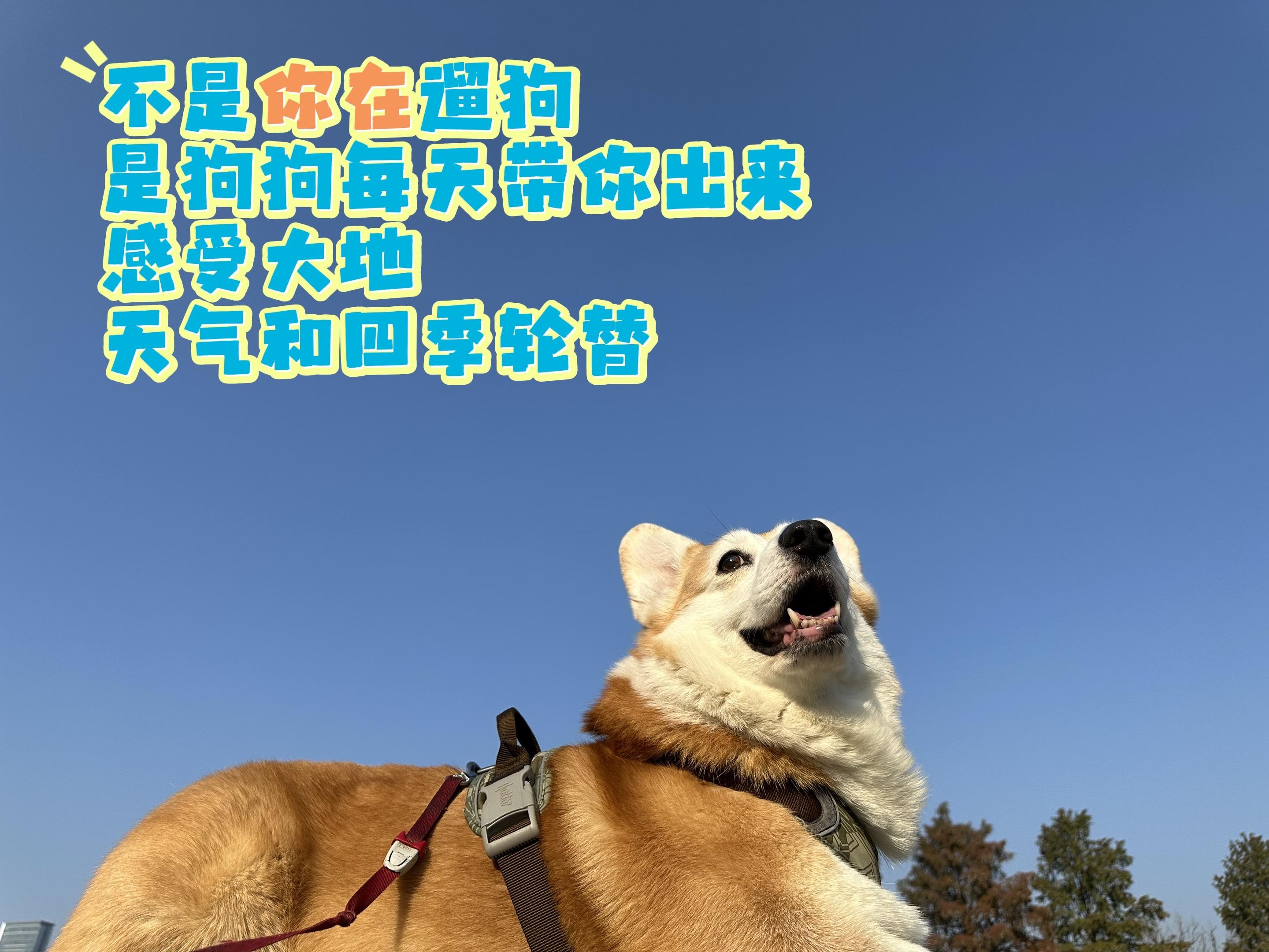 被小狗治愈的一万个瞬间