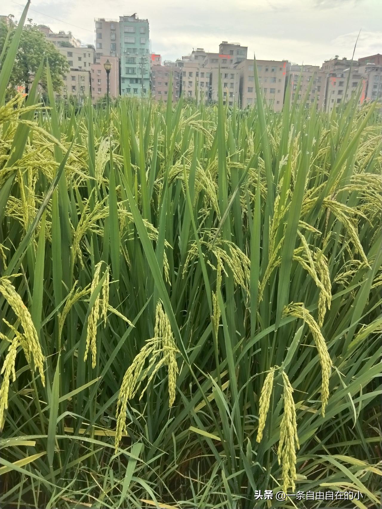路过城中这片稻田，看着满田沉甸甸的谷穗，一时好奇对着手机喊：豆包豆包，这片谷子还