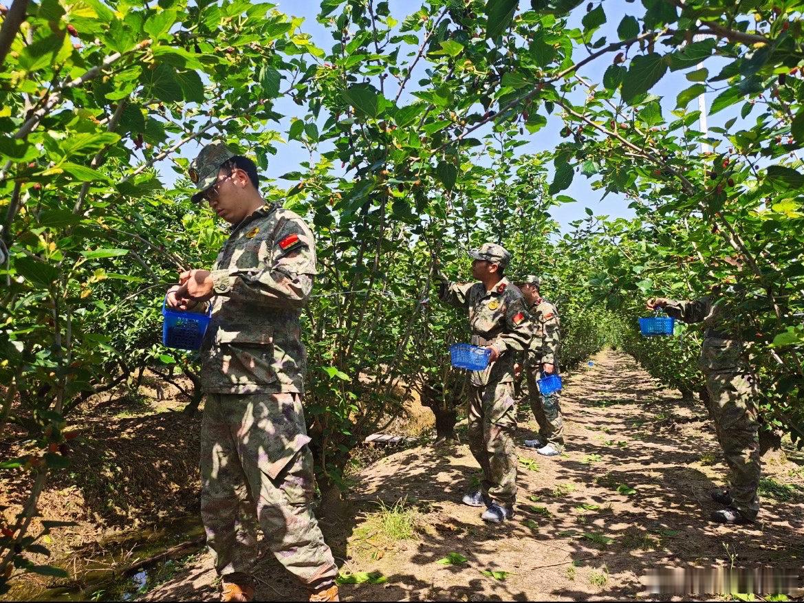 临海民兵化身助农员抢收桑葚暖人心初夏涌泉桑葚挂满枝头迎来丰产，当地基干民兵主动志