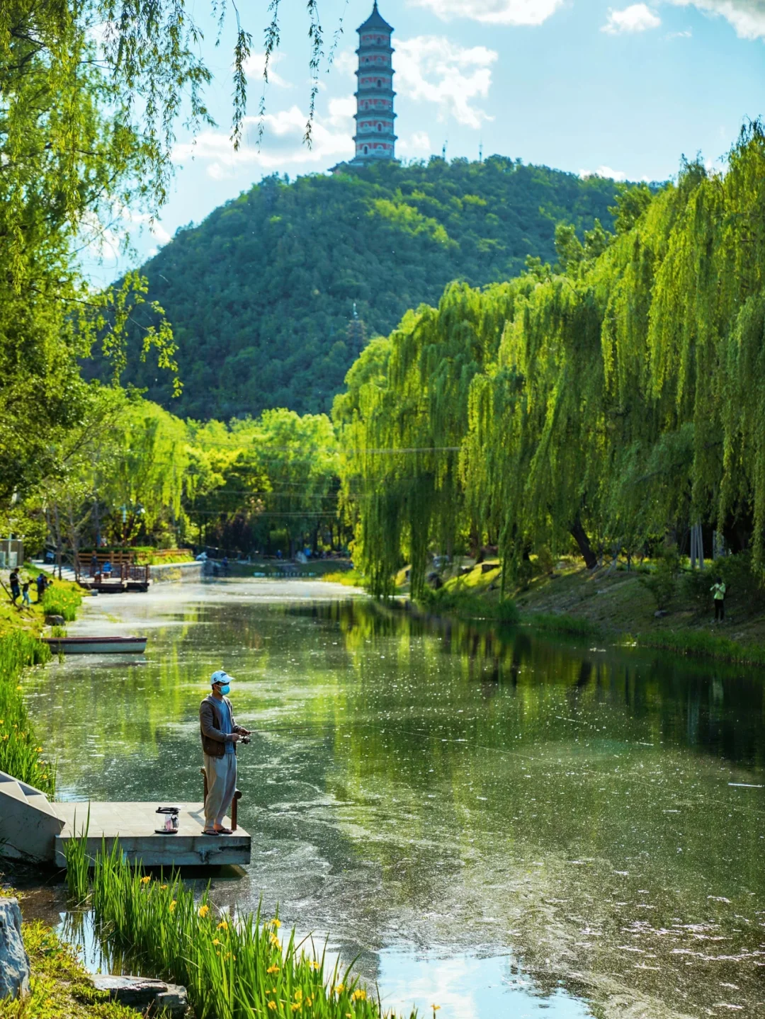 北京海淀的宝藏公园，大片稻田🌾水系，绝美！